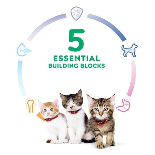 Science Diet Kitten Chicken Recipe Dry Cat Food